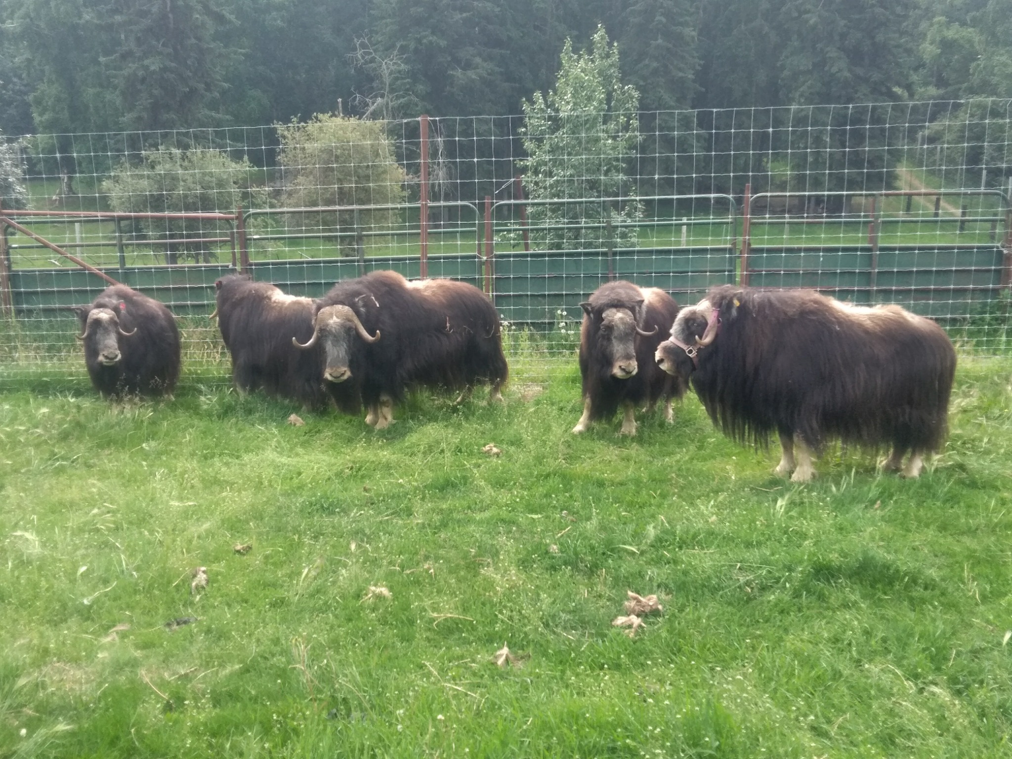 A group of musk ox in Alaska