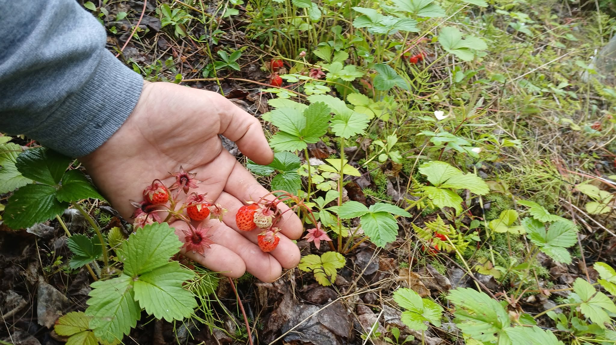 Wild Alaska strawberries being picked by hand